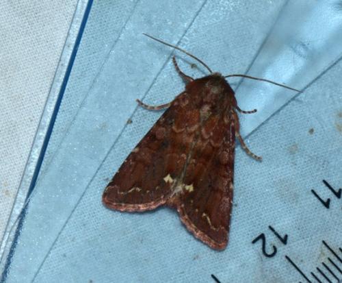 Ceramica pisi